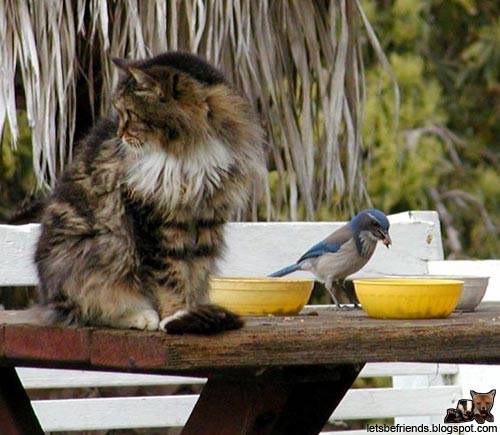 Image 0 -- cat + bird, on table