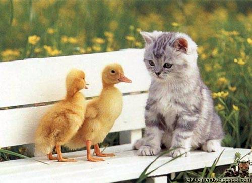 Image 4 -- Two chicks + cat, on bench
