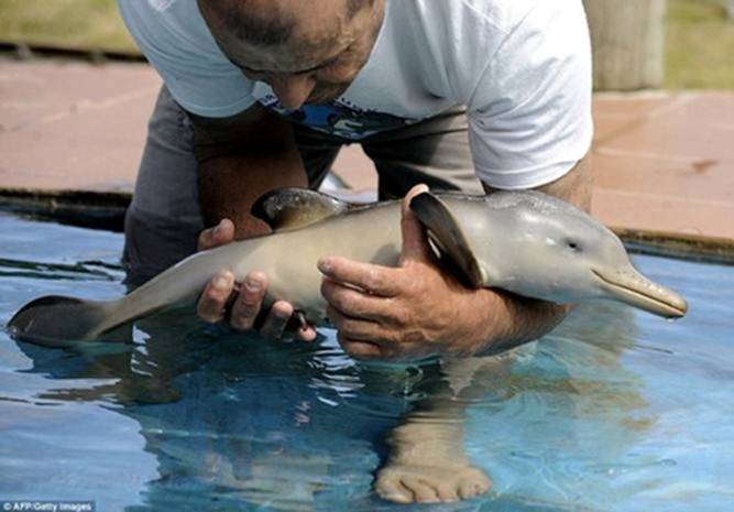 Image 0 -- (Baby dolphin)