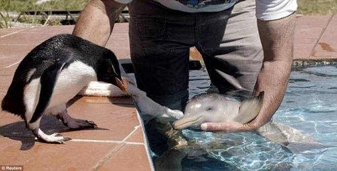 Image 1 -- Baby penguin meeting a baby dolphin