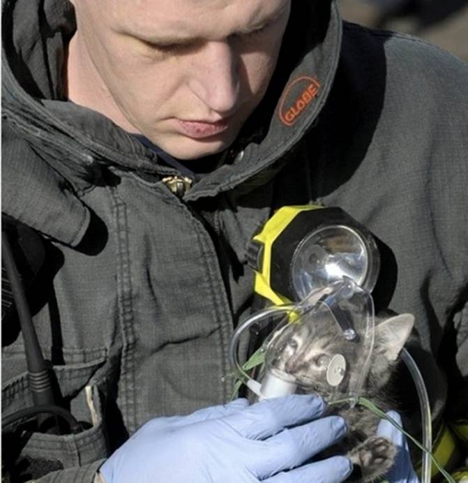 Image 2 -- A firefighter giving a kitten oxygen