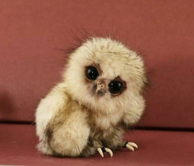 Image 3 -- This baby owl......