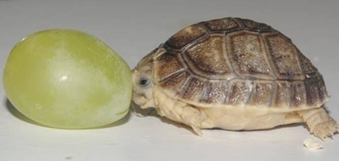 Image 4 -- A turtle the size of a grape