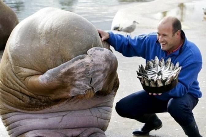 Image 5 -- An embarrassed walrus