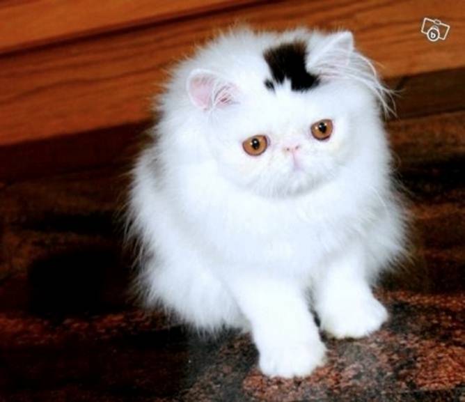 Image 6 -- A cat with a permanent top hat