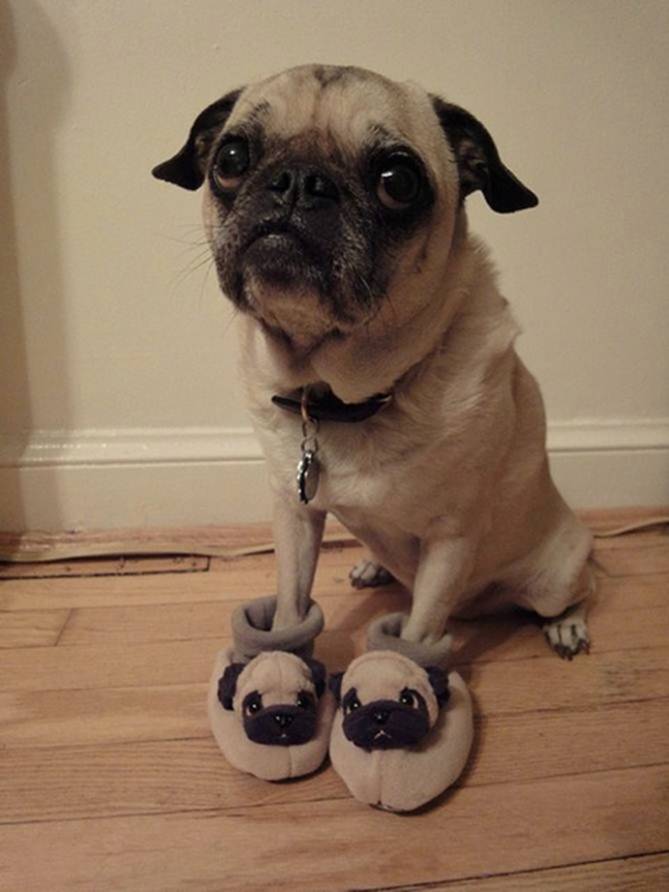 Image 7 -- A pug with pug slippers
