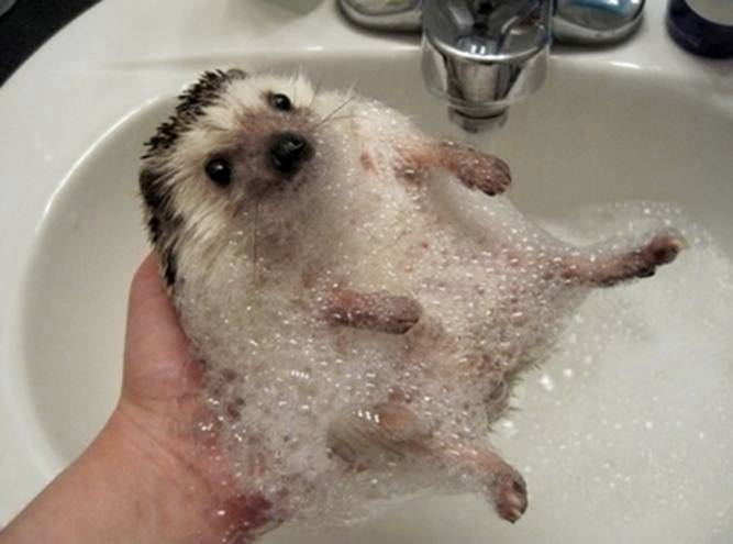 Image 8 -- A baby hedgehog taking a bubble bath