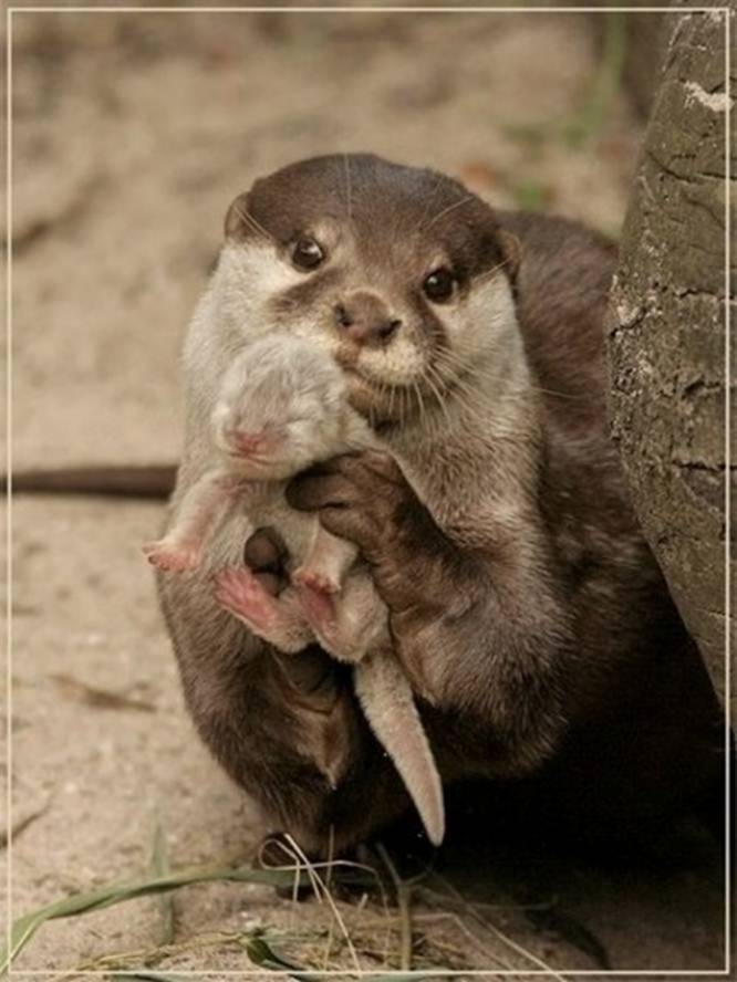 Image 9 -- An otter showing you its baby