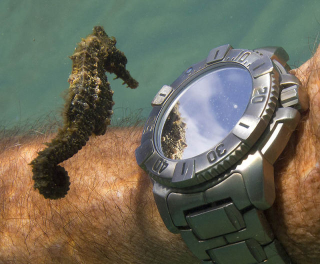 Image 0 -- A seahorse inspects a diver’s watch