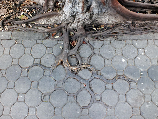 Image 18 -- Adaptive roots in the concrete jungle