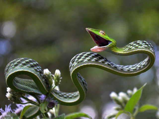 Image 22 -- The stunning green vine snake