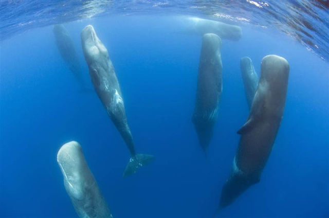 Image 31 -- A pod of sleeping sperm whales