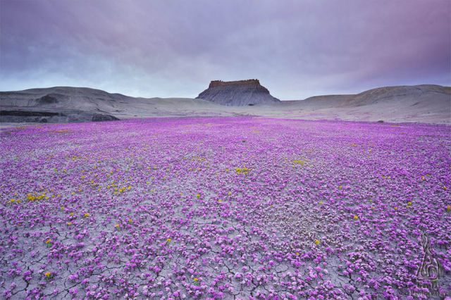 Image 37 -- A sea of purple in the badlands of Utah