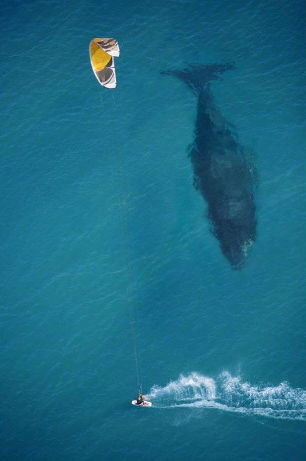 Image 38 -- Putting the size of a whale in perspective
