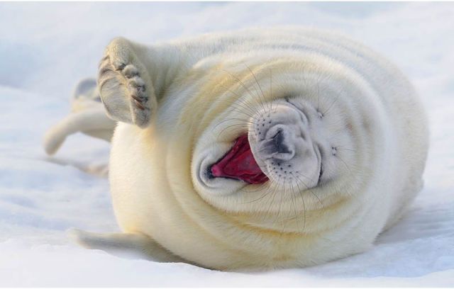 Image 47 -- Seal LOL