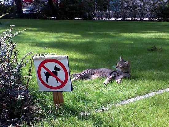 Image 13 -- No dogs, not no cats