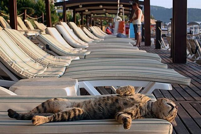 Image 15 -- Cats are expert sunbathers