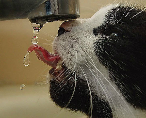 Image 17 -- No, really, tap water is the best.