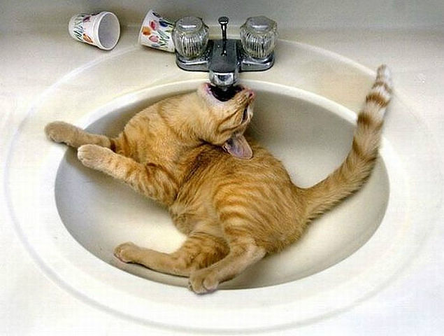 Image 7 -- Don’t mind me, I always drink from the tap.